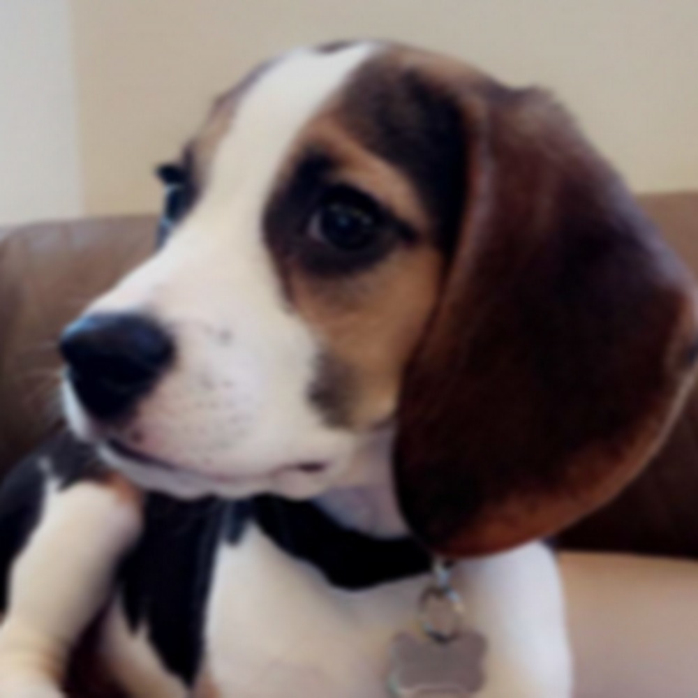 Meet your Posher, Monique